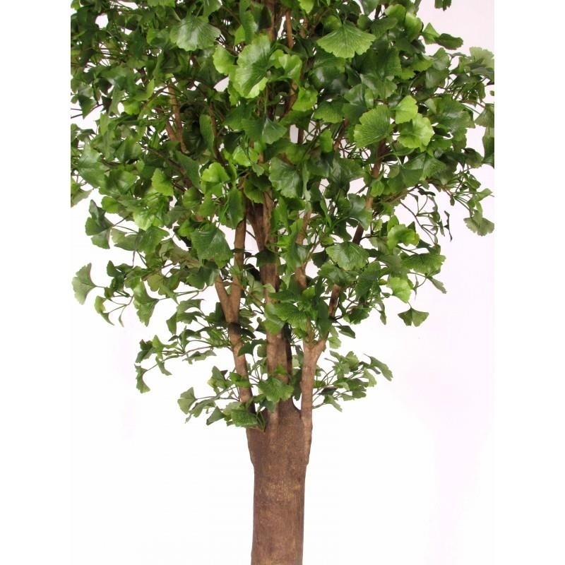 Ginkgo Biloba Seminaturale • Verde • Tronco Gigantea