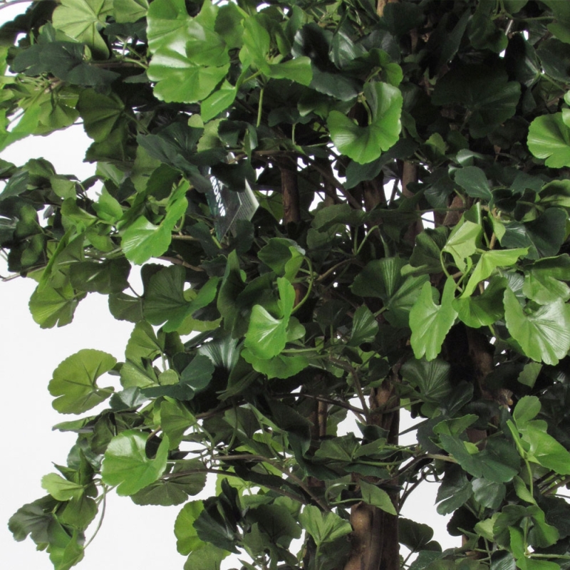 Ginkgo Biloba Seminaturale • Verde • Tronco Gigantea