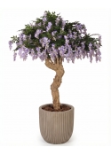 Glicine Seminaturale • Con Fiori • Tronco Majestic • H. 250 cm