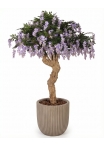 Glicine Seminaturale • Con Fiori • Tronco Majestic • H. 250 cm