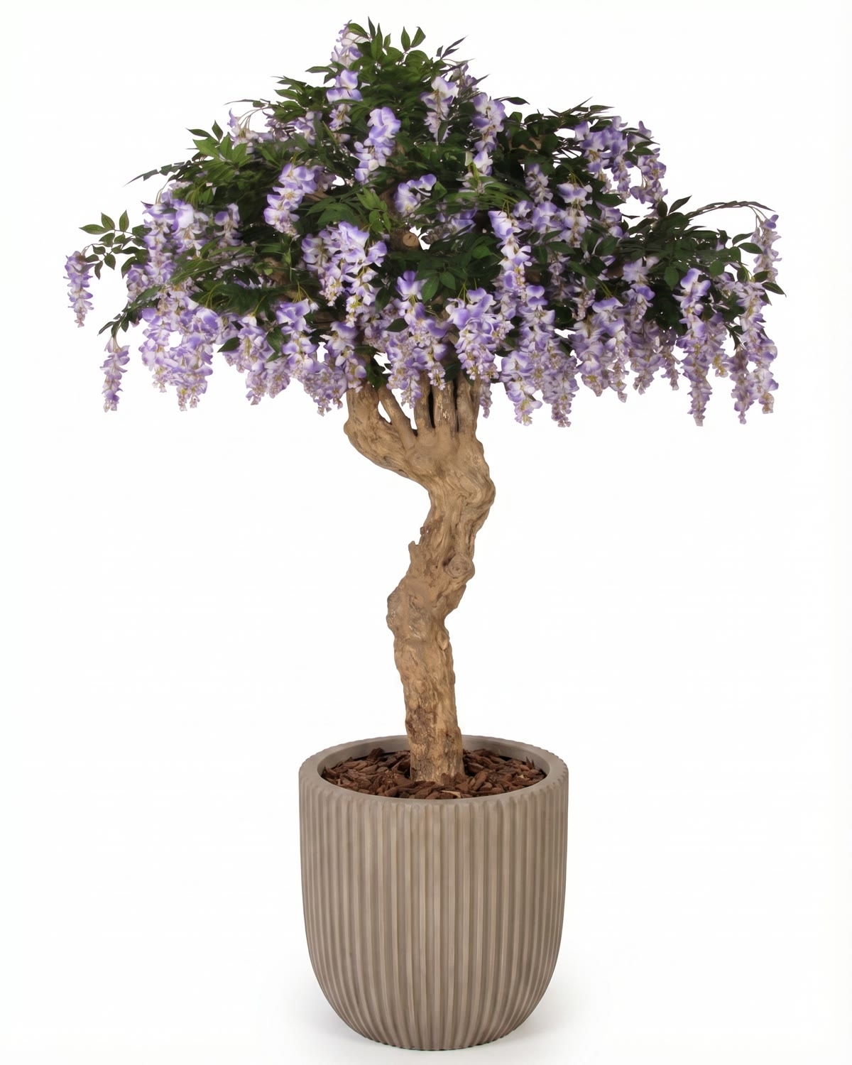 Glicine Seminaturale • Con Fiori • Tronco Majestic • H. 250 cm