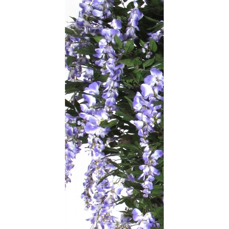 Glicine Seminaturale • Fiori Lavanda • Tronco Mediterraneo
