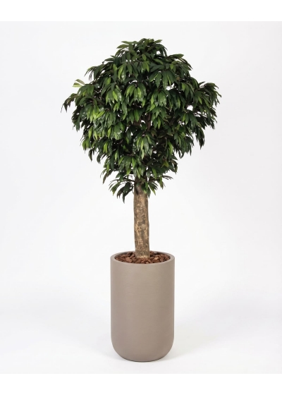 Mango Seminaturale • Verde • Tronco Gigantea • UVR