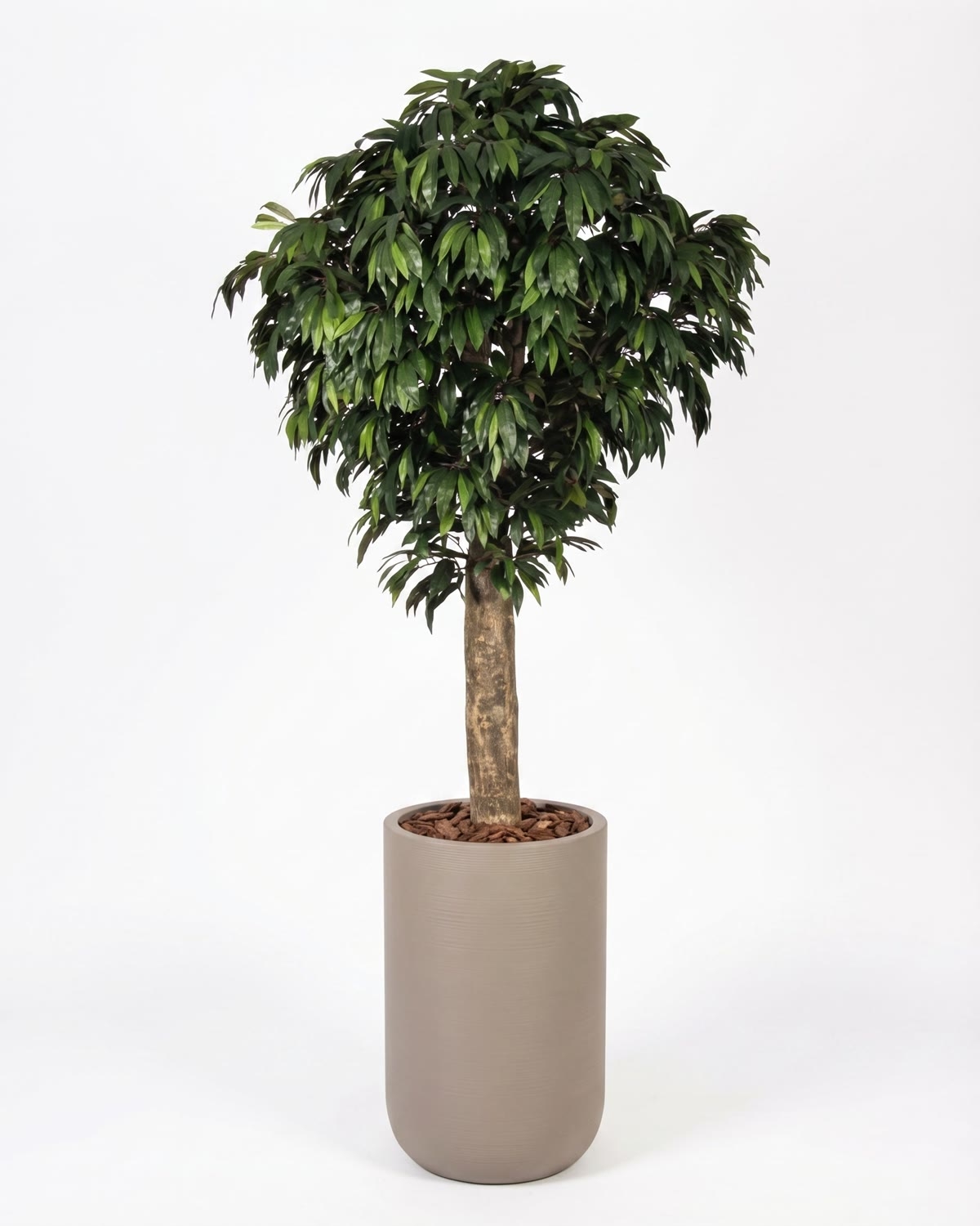 Mango Seminaturale • Verde • Tronco Gigantea • UVR