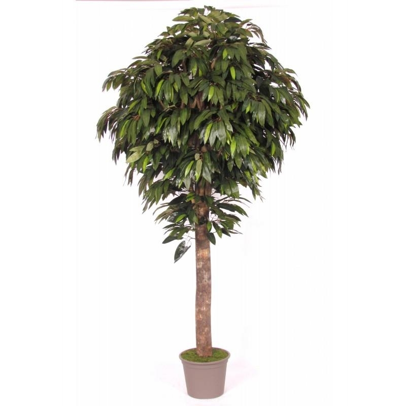 Mango Seminaturale • Verde • Tronco Gigantea • UVR