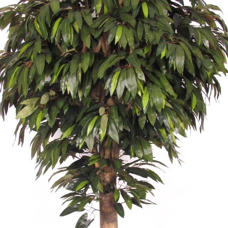 Mango Seminaturale • Verde • Tronco Gigantea • UVR
