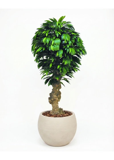 Mango Seminaturale • Verde • Tronco Jamaica • UVR • H. 200 cm