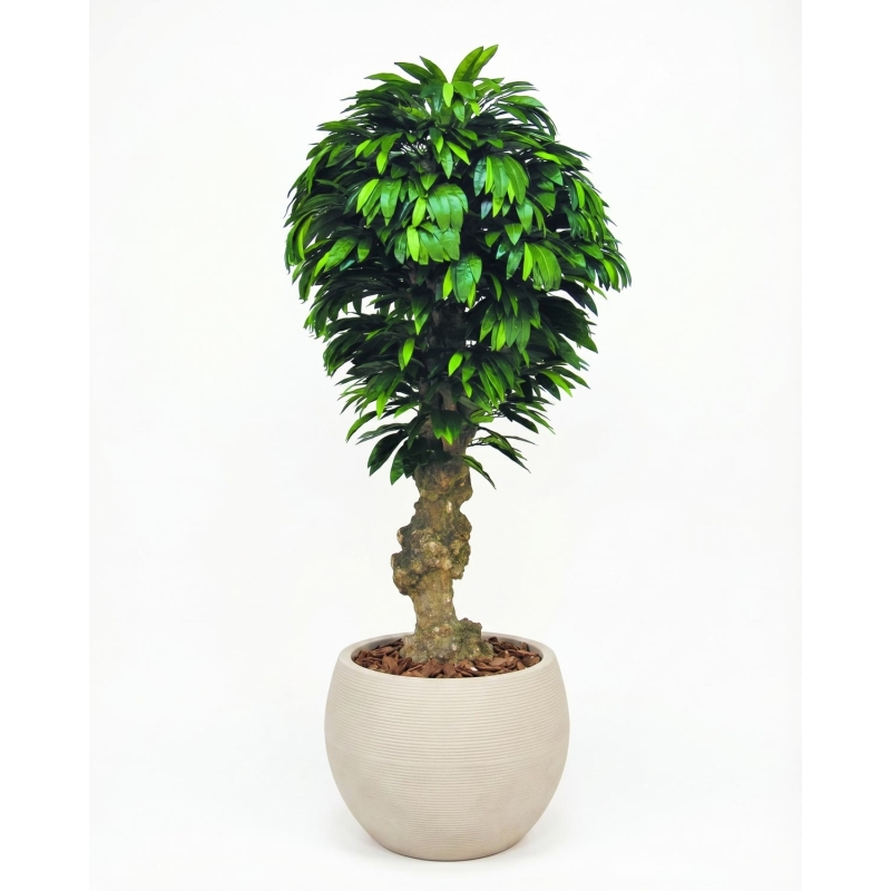 Mango Seminaturale • Verde • Tronco Jamaica • UVR • H. 200 cm