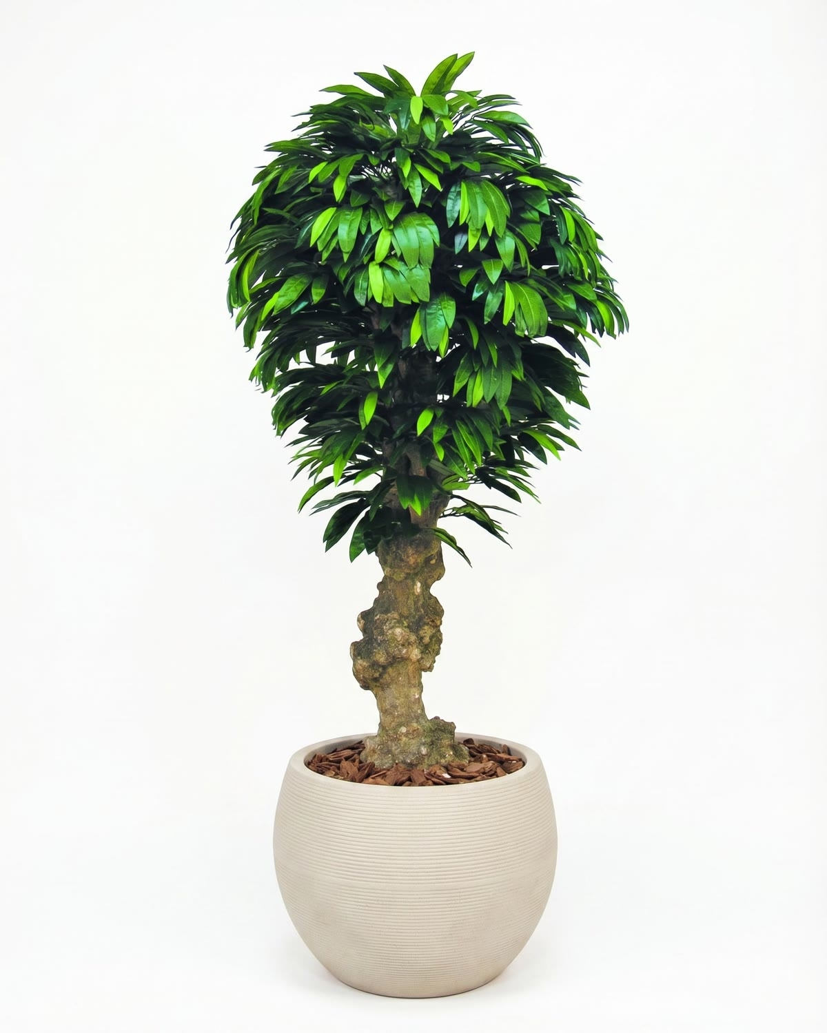 Mango Seminaturale • Verde • Tronco Jamaica • UVR • H. 200 cm