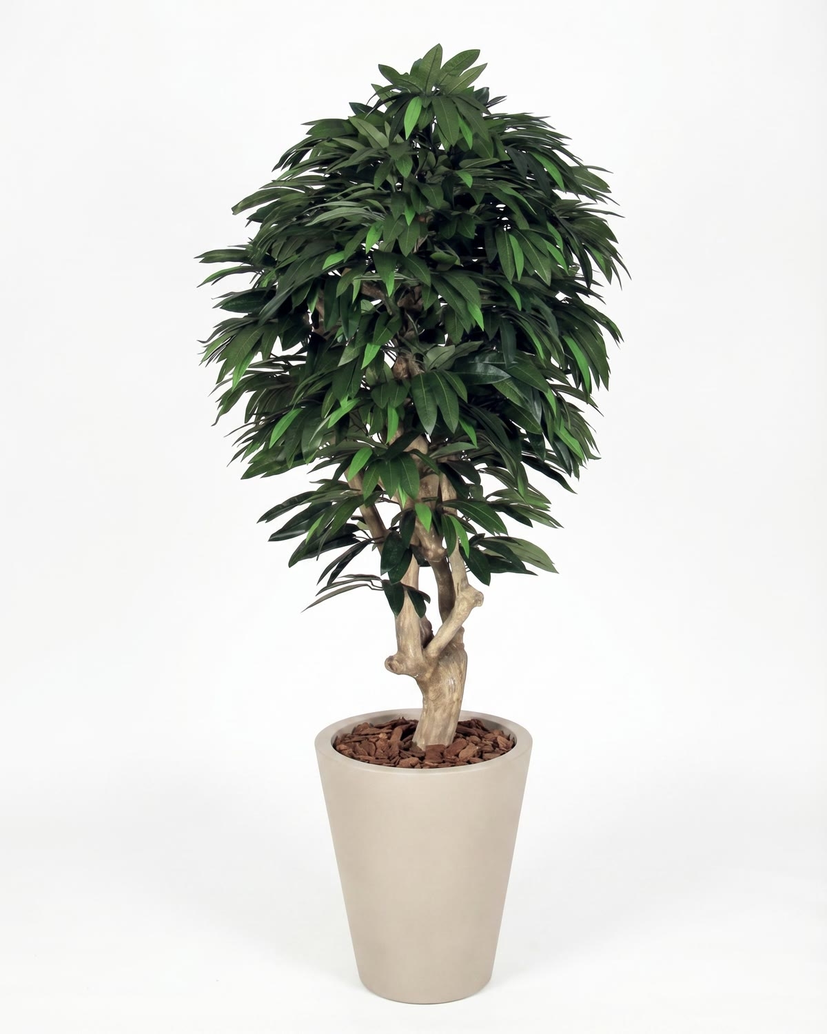 Mango Seminaturale • Verde • Tronco Mediterraneo • UVR