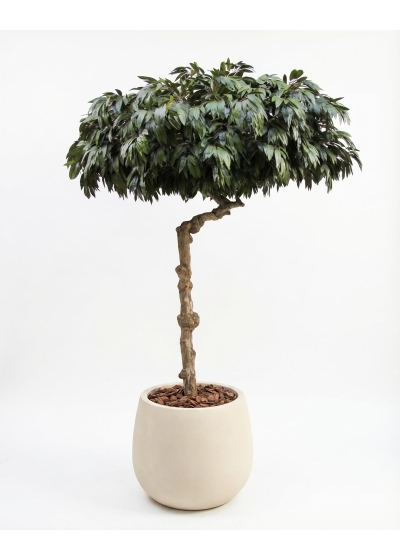 Mango Seminaturale • Verde • Tronco Umbrella • UVR • H. 275 cm