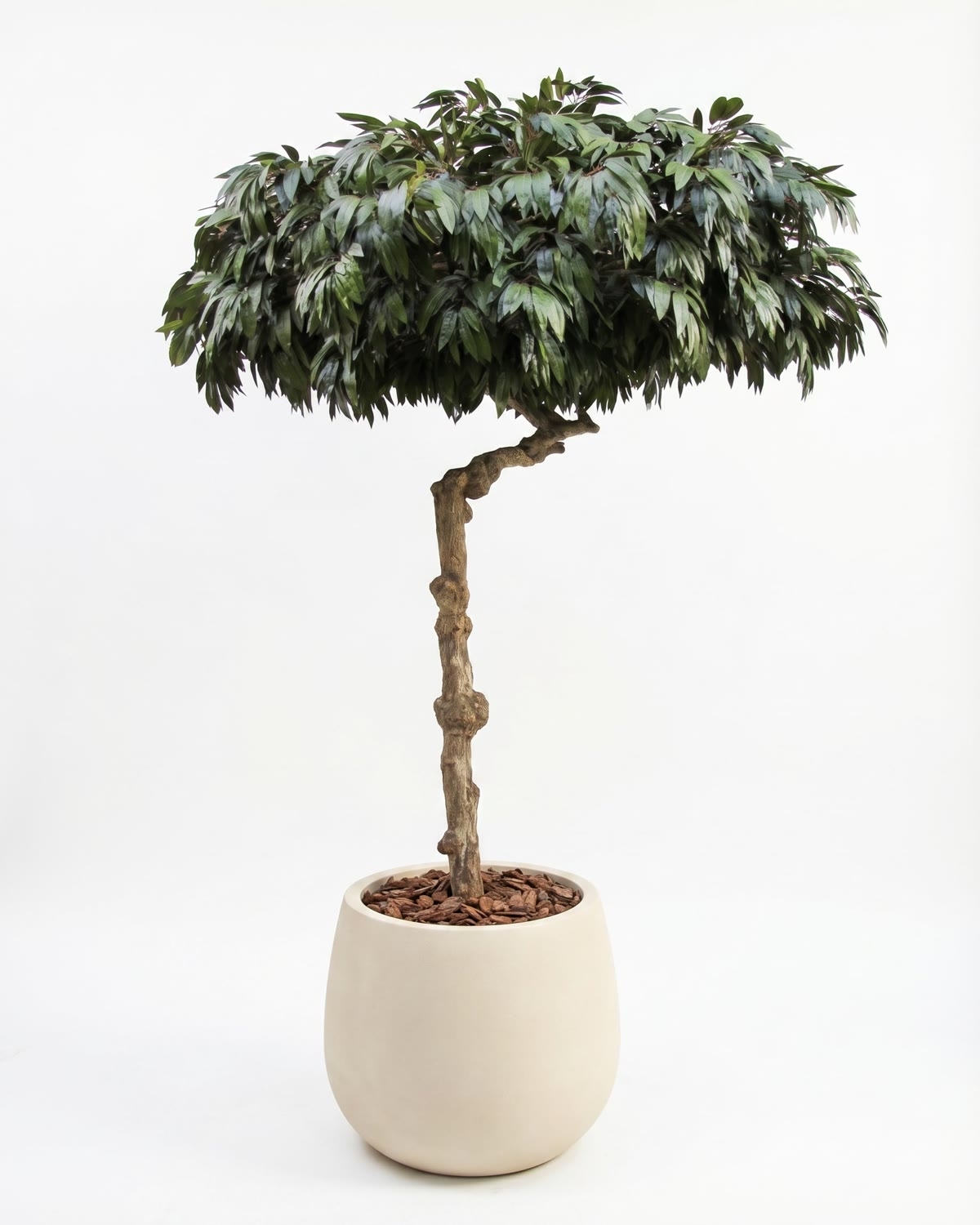 Mango Seminaturale • Verde • Tronco Umbrella • UVR • H. 275 cm