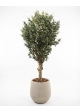 Olivo Seminaturale • Verde con frutti • Tronco Jamaica • H. 200 cm