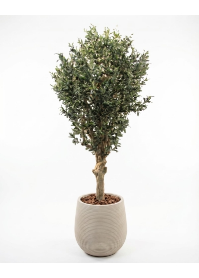 Olivo Seminaturale • Verde con frutti • Tronco Jamaica • H. 200 cm