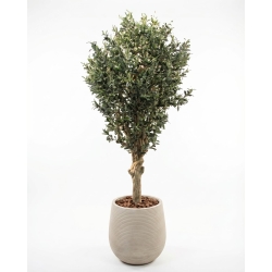 Olivo Seminaturale • Verde con frutti • Tronco Jamaica • H. 200 cm