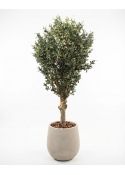 Olivo Seminaturale &bull; Verde con frutti &bull; Tronco Jamaica &bull; H. 200 cm