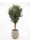 Olivo Seminaturale • Verde con frutti • Tronco Jamaica • H. 200 cm