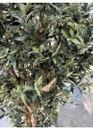 Olivo Seminaturale • Verde con frutti • Tronco Jamaica • H. 200 cm