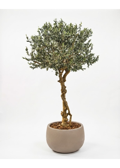 Olivo Seminaturale • Verde con frutti • Tronco Majestic