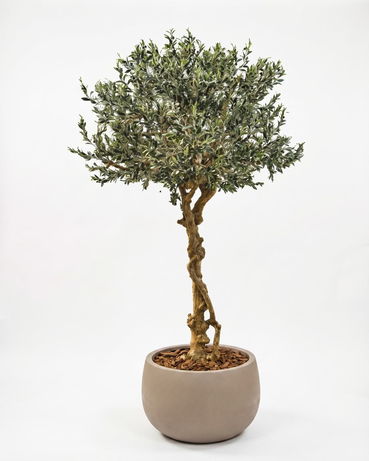 Olivo Seminaturale • Verde con frutti • Tronco Majestic