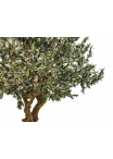 Olivo Seminaturale • Verde con frutti • Tronco Majestic