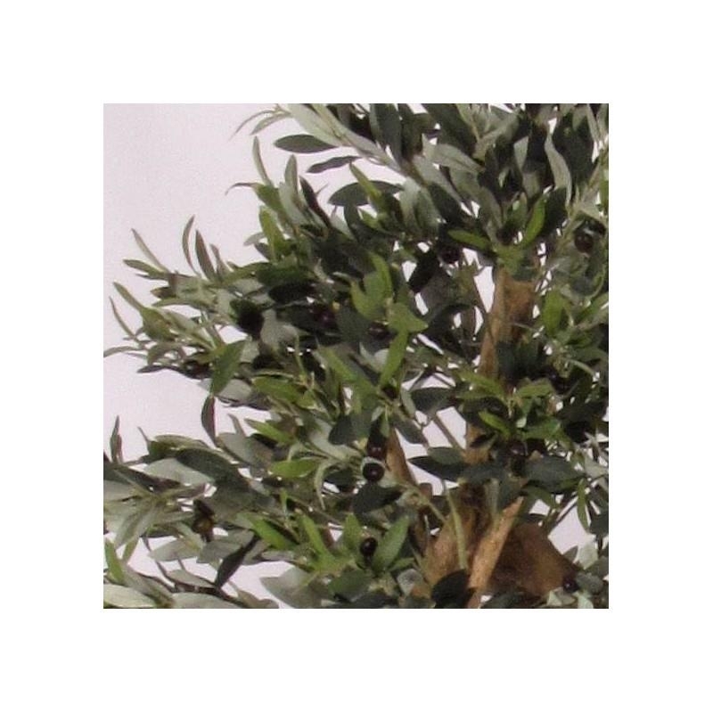 Olivo Seminaturale • Verde con frutti • Tronco Mediterraneo