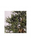 Olivo Seminaturale • Verde con frutti • Tronco Mediterraneo