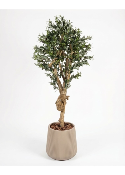 Olivo Seminaturale • Verde con frutti • Tronco Mediterraneo