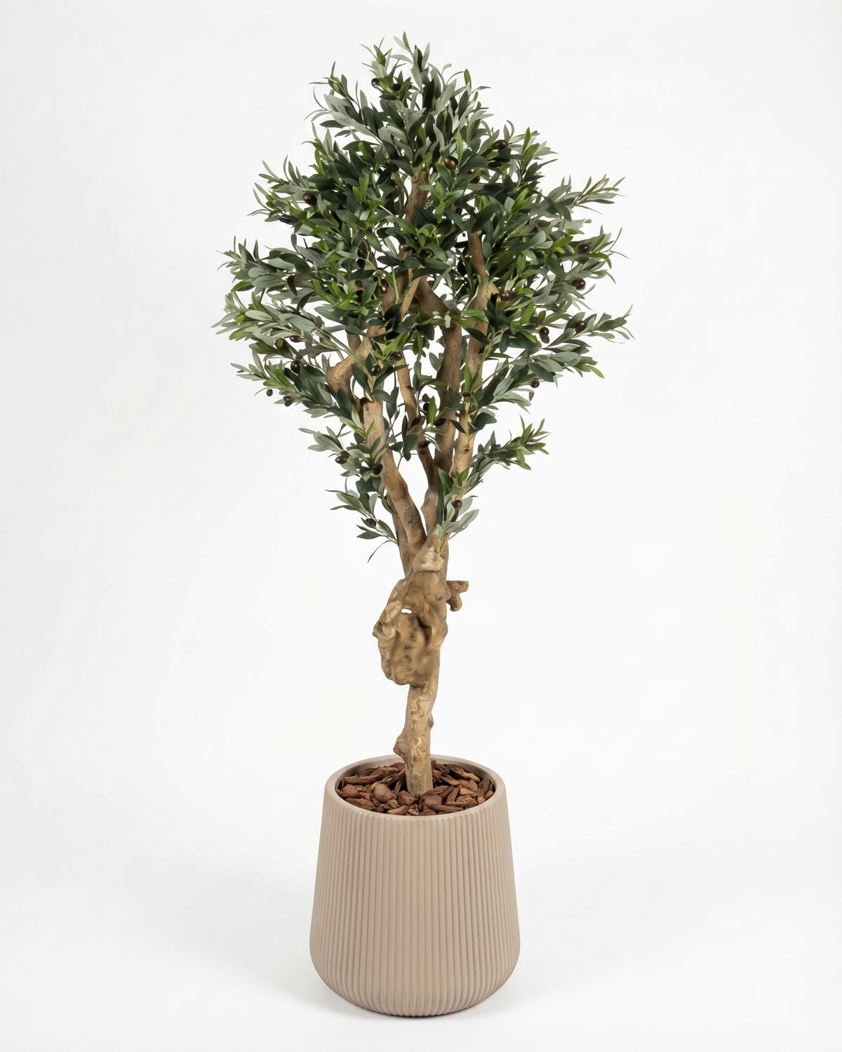 Olivo Seminaturale • Verde con frutti • Tronco Mediterraneo