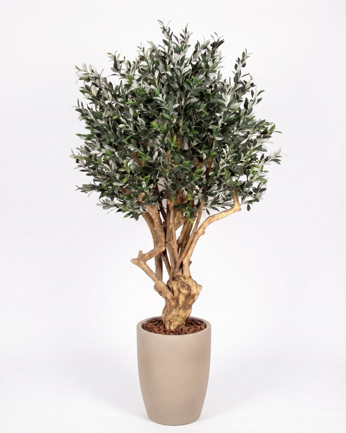 Olivo Seminaturale • Verde con frutti • Tronco Tobago