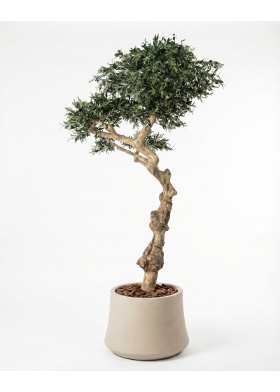 Olivo Seminaturale • Verde con frutti • Tronco Umbrella • H. 275 cm