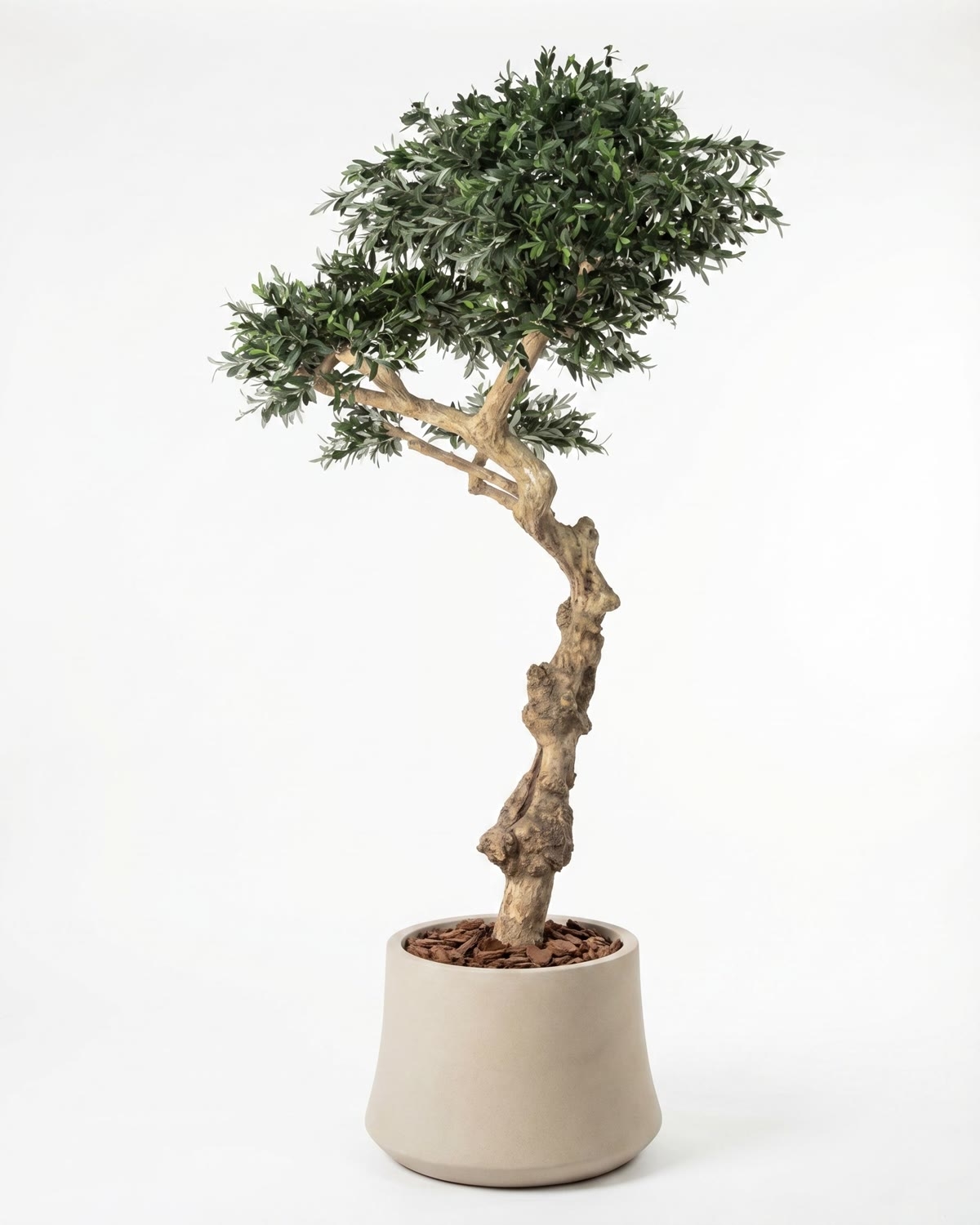 Olivo Seminaturale • Verde con frutti • Tronco Umbrella • H. 275 cm