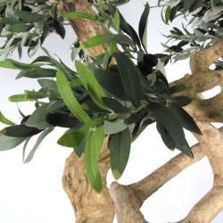 Olivo Seminaturale • Verde con frutti • Tronco Umbrella • H. 275 cm