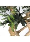 Olivo Seminaturale • Verde con frutti • Tronco Umbrella • H. 275 cm