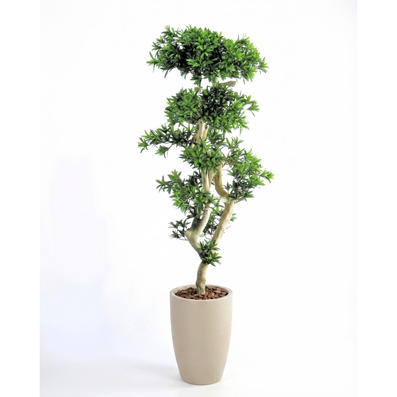 Podocarpus Seminaturale • Verde • Tronco Japan • H. 180 cm