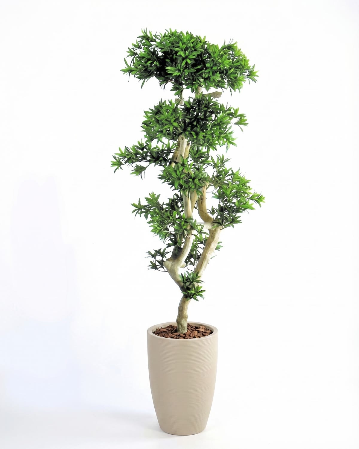 Podocarpus Seminaturale • Verde • Tronco Japan • H. 180 cm