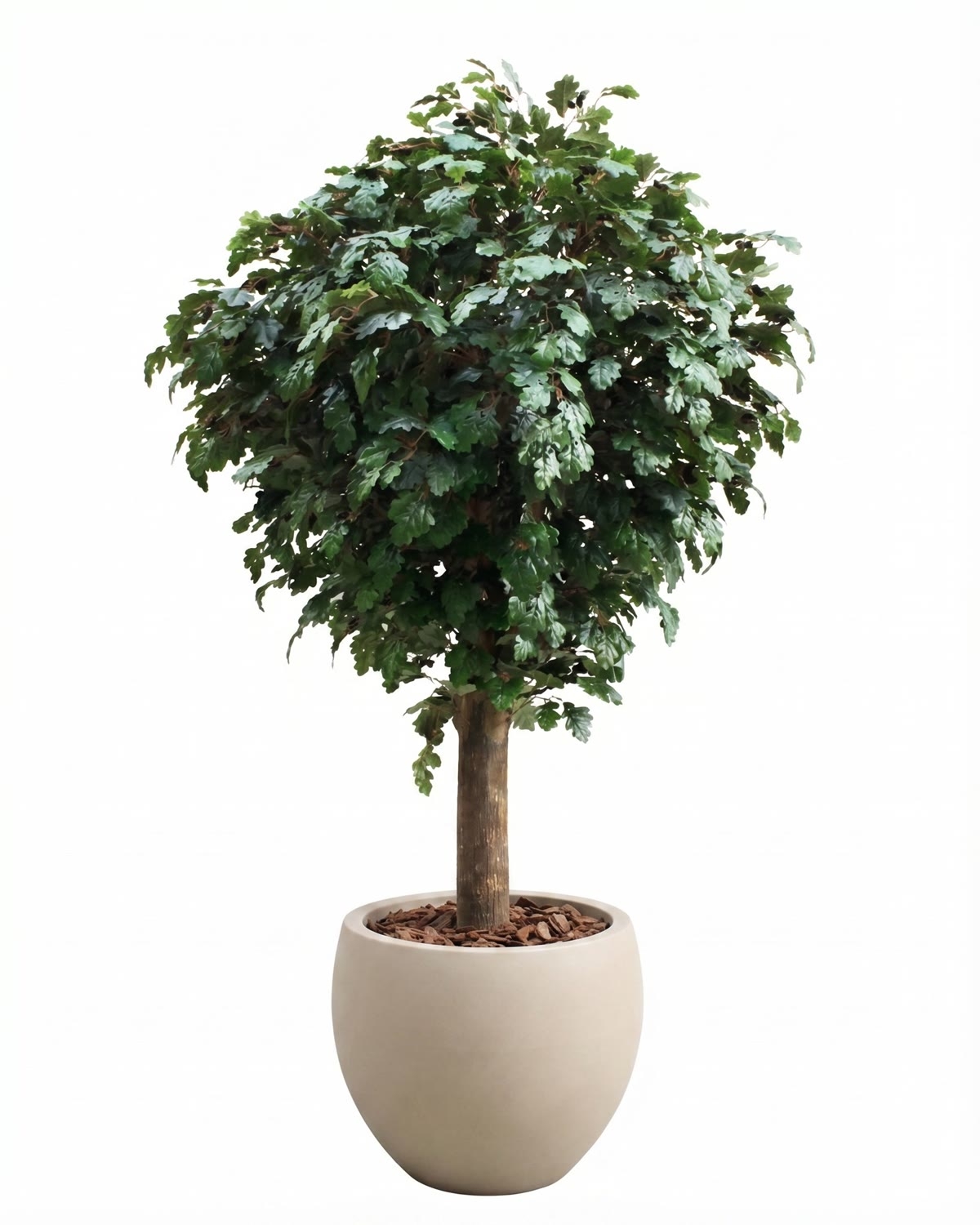 Quercia Seminaturale • Verde con frutti • Tronco Gigantea • UVR