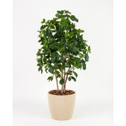 Schefflera Seminaturale • Verde • Tronco Bosco • H. da 150 cm a 200 cm