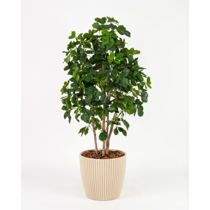 Schefflera Seminaturale • Verde • Tronco Bosco • H. da 150 cm a 200 cm