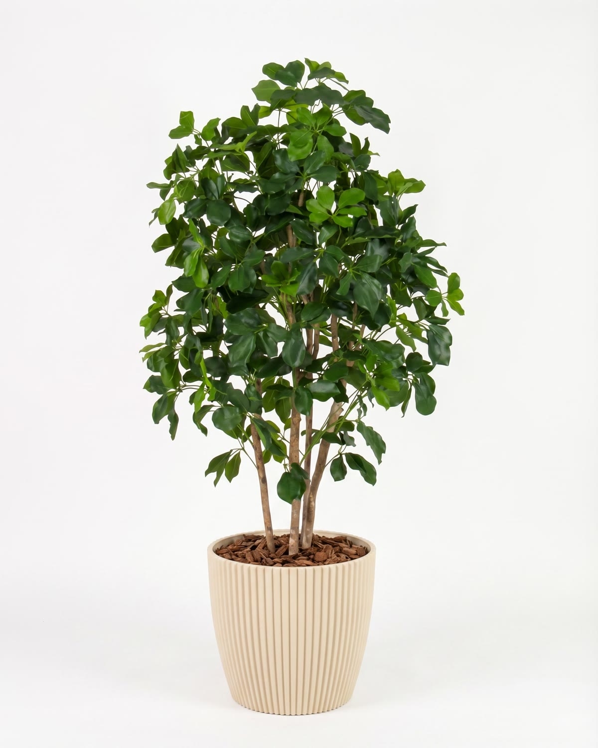 Schefflera Seminaturale • Verde • Tronco Bosco • H. da 150 cm a 200 cm