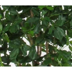 Schefflera Seminaturale • Verde • Tronco Bosco • H. da 150 cm a 200 cm