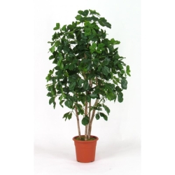 Schefflera Seminaturale • Verde • Tronco Bosco • H. da 150 cm a 200 cm