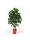 Schefflera Seminaturale • Verde • Tronco Bosco • H. da 150 cm a 200 cm