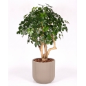 Schefflera Seminaturale • Verde • Tronco Mediterraneo