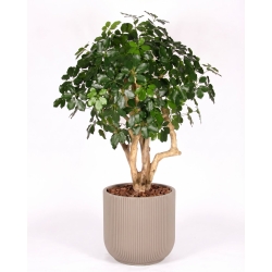 Schefflera Seminaturale • Verde • Tronco Mediterraneo