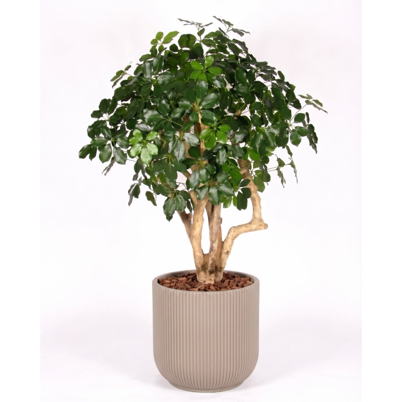 Schefflera Seminaturale • Verde • Tronco Mediterraneo