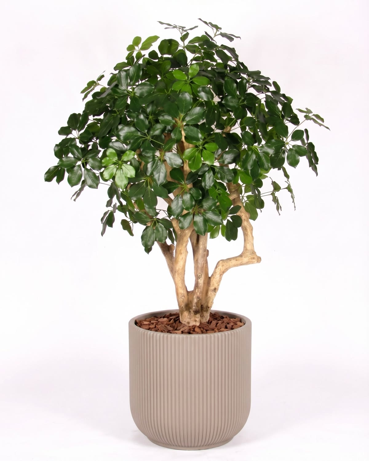 Schefflera Seminaturale • Verde • Tronco Mediterraneo