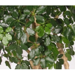 Schefflera Seminaturale • Verde • Tronco Mediterraneo