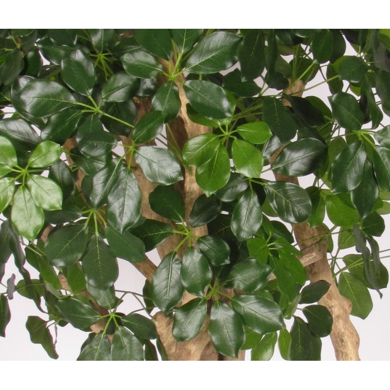 Schefflera Seminaturale • Verde • Tronco Mediterraneo