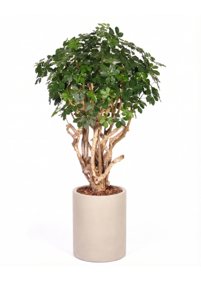 Schefflera Seminaturale • Verde • Tronco Tobago • H. 200/225 cm